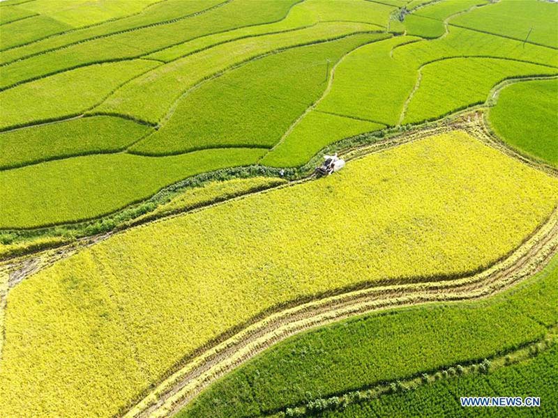 La récolte du riz à Shuangfeng, dans la province du Hunan