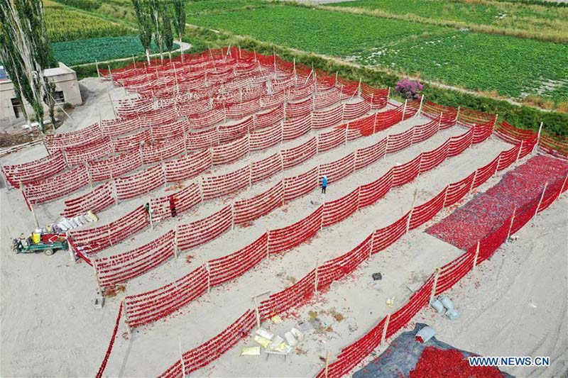 Les agriculteurs récoltent des piments au Xinjiang