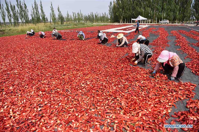 Les agriculteurs récoltent des piments au Xinjiang