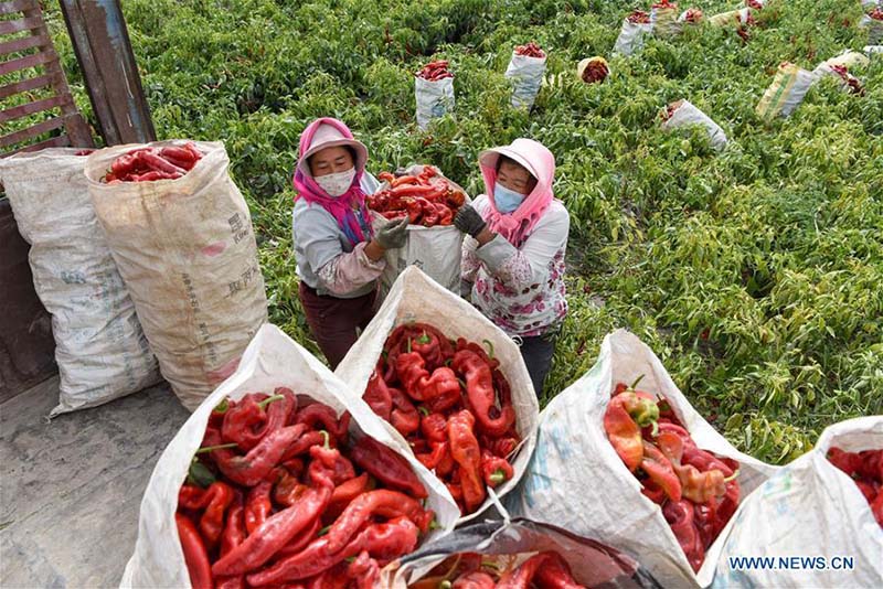 Les agriculteurs récoltent des piments au Xinjiang