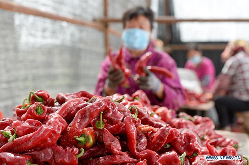 Les agriculteurs récoltent des piments au Xinjiang