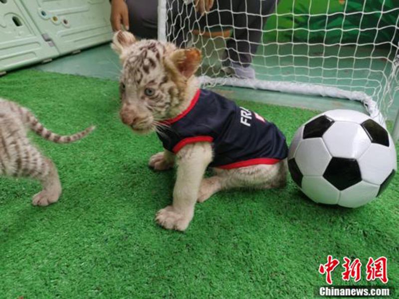 Un zoo de Changzhou organise un match de football entre tigres blancs