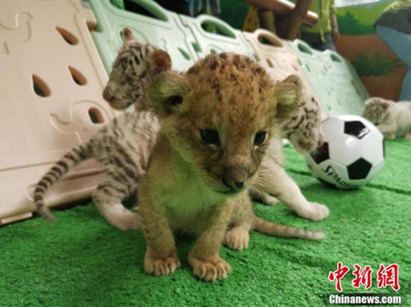 Un zoo de Changzhou organise un match de football entre tigres blancs