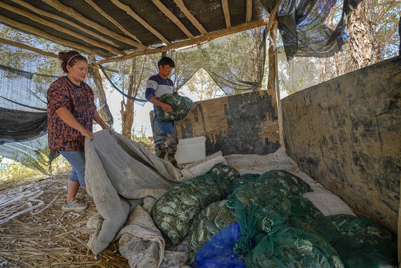 Un attrapeur de crabes habile du Xinjiang, dans le nord-ouest de la Chine