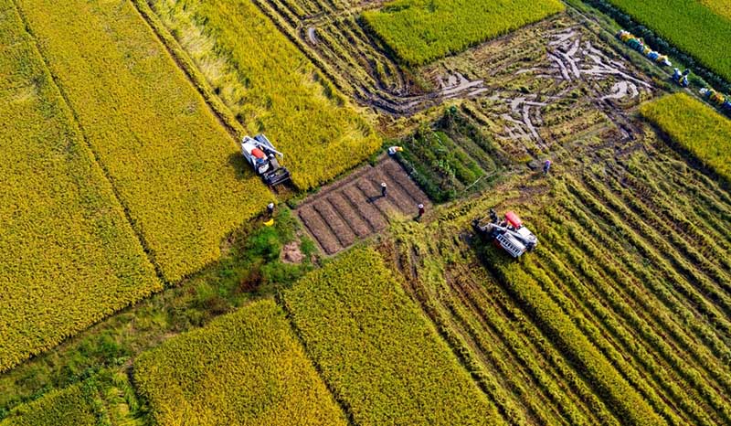 La capacité de production de céréales s'est stabilisée à 650 millions de tonnes en Chine