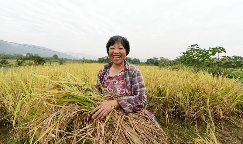 La capacité de production de céréales s'est stabilisée à 650 millions de tonnes en Chine