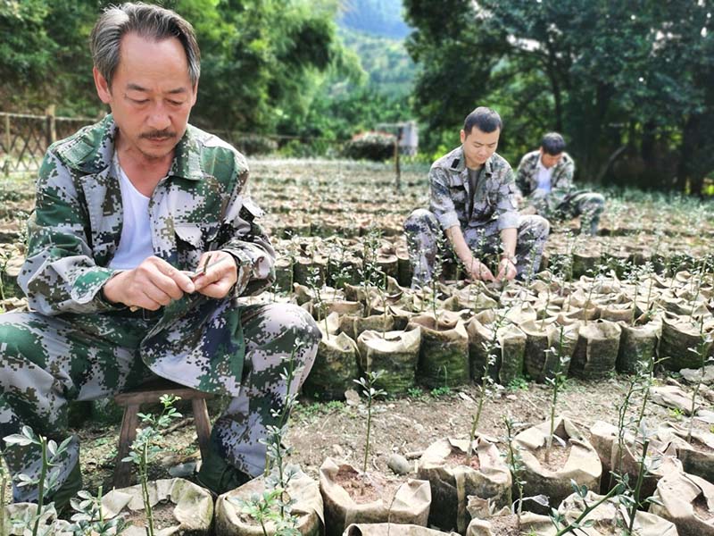 La capacité de production de céréales s'est stabilisée à 650 millions de tonnes en Chine