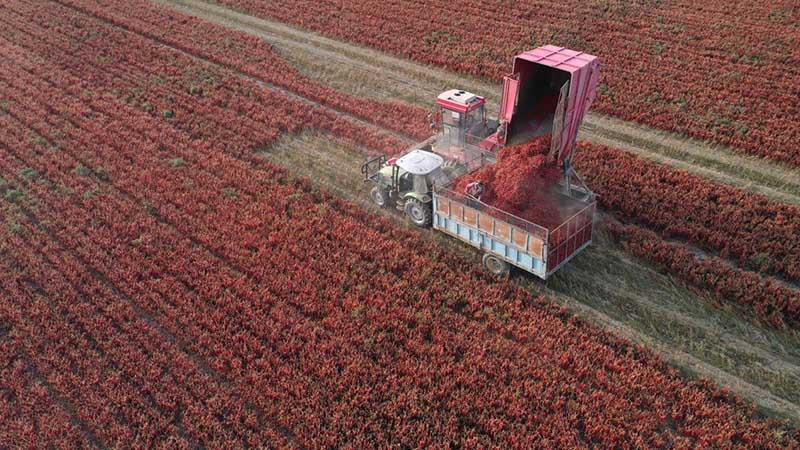 Bien assurer les moyens de subsistance des gens pour promouvoir le développement de haute qualité de l'économie du Xinjiang