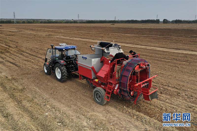 Ningxia : une nouvelle arracheuse de pommes de terre fait ses débuts à Xihaigu