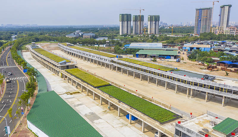 Haikou : le riz cultivé sur les toits enregistre un haut rendement estimé à 500 kilos