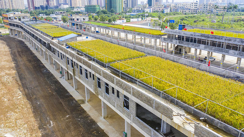 Haikou : le riz cultivé sur les toits enregistre un haut rendement estimé à 500 kilos