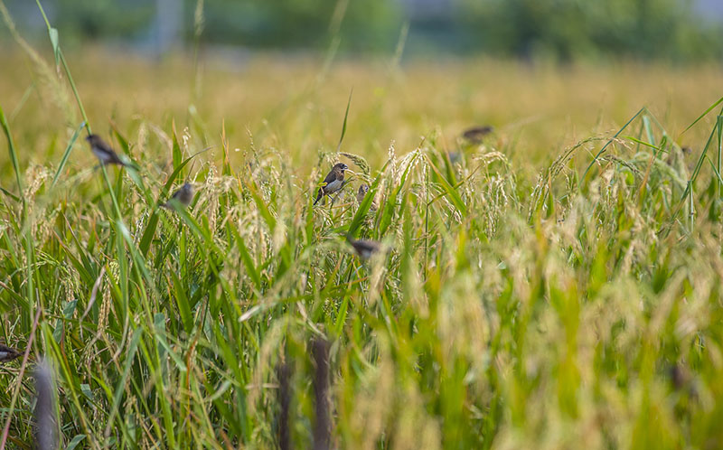 Haikou : le riz cultivé sur les toits enregistre un haut rendement estimé à 500 kilos