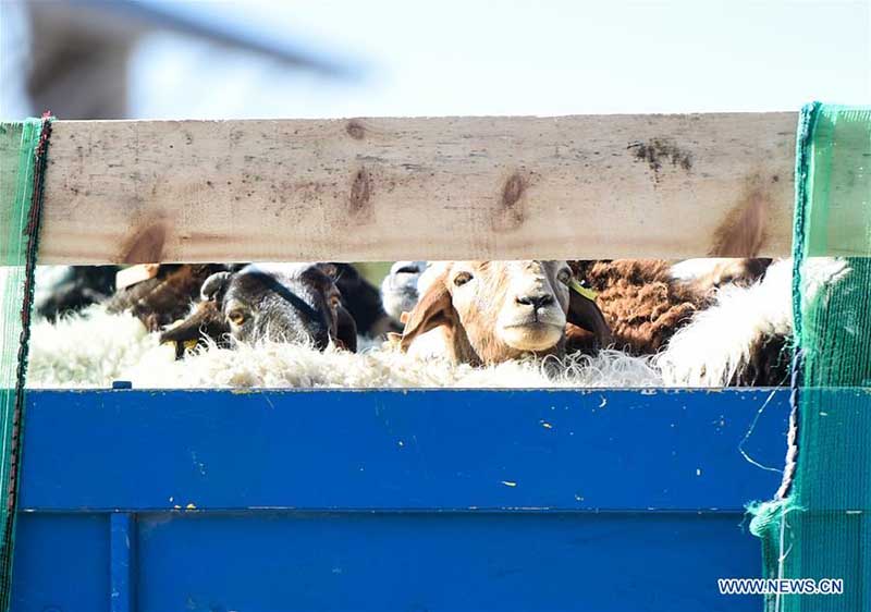 Des moutons donnés par la Mongolie arrivent dans une ville frontalière du nord de la Chine