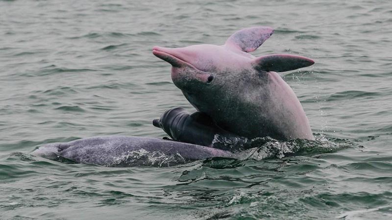 Les dauphins blancs du sud de la Chine, une espèce en danger