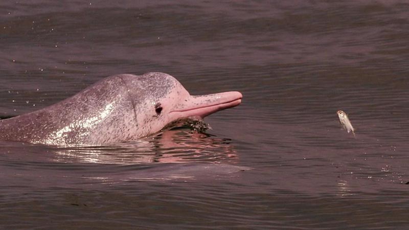 Les dauphins blancs du sud de la Chine, une espèce en danger