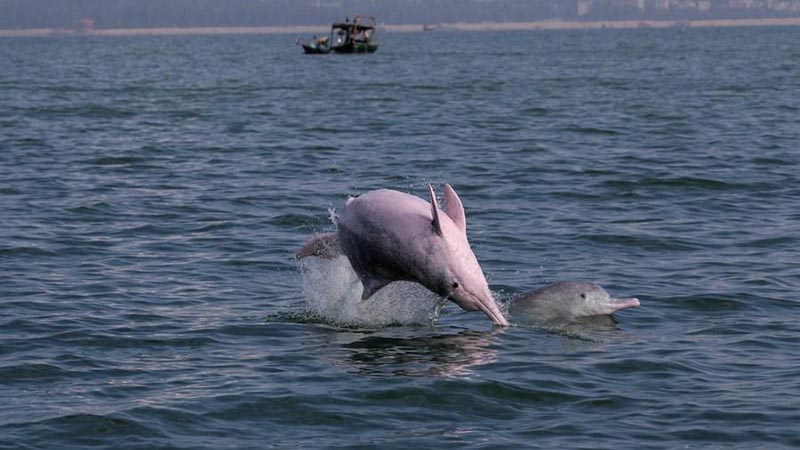 Les dauphins blancs du sud de la Chine, une espèce en danger