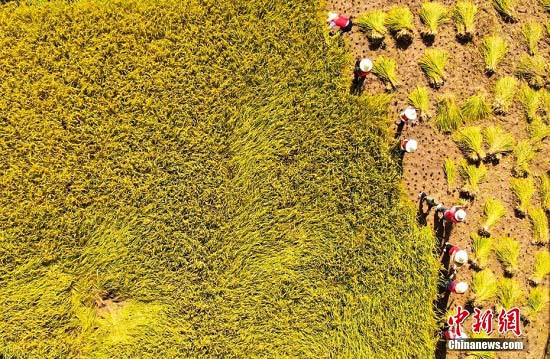 Un ? approvisionnement abondant en céréales ? va assurer une récolte exceptionnelle