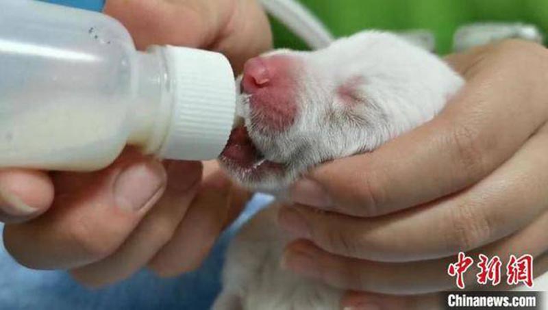 Neuf bébés loups arctiques nouveau-nés à Huzhou, dans le Zhejiang