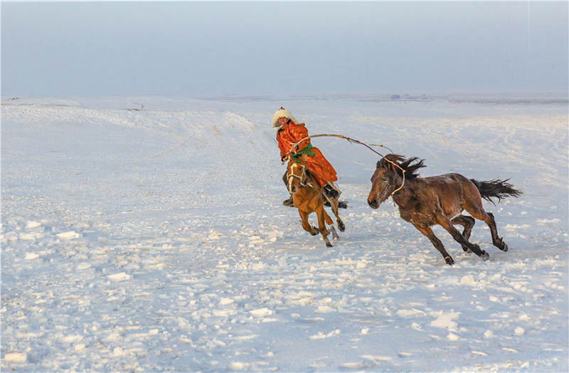 En Mongolie intérieure, l'exercice de cerclage des chevaux garde les animaux en forme