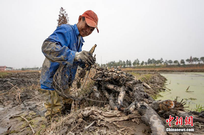 La pleine saison de la récolte des racines de lotus au début de l'hiver à Xinyu, dans le Jiangxi