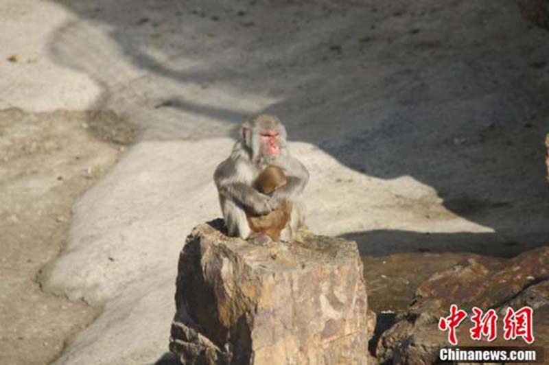 Chacun sa méthode pour résister au froid en plein hiver : voici comment des animaux se réchauffent