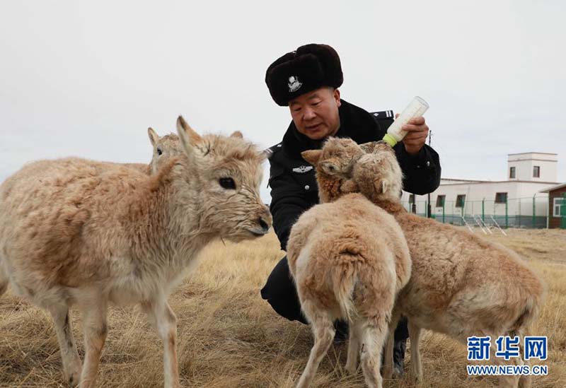 Une ? maternelle ? pour les antilopes du Tibet à Kekexili, dans la province du Qinghai