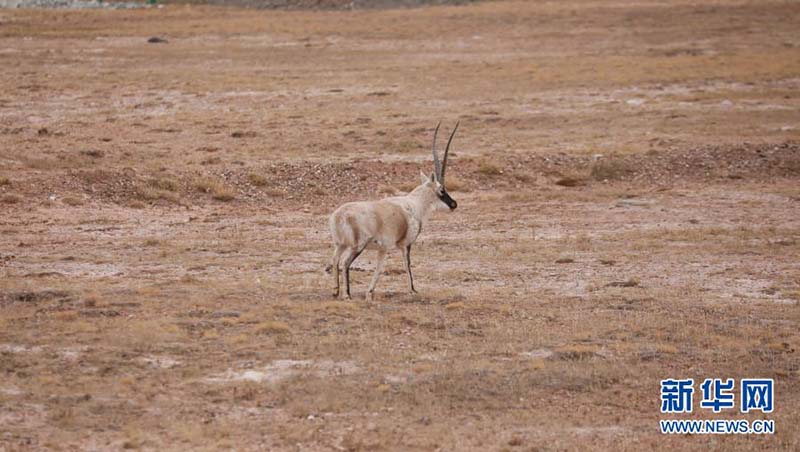 Une ? maternelle ? pour les antilopes du Tibet à Kekexili, dans la province du Qinghai