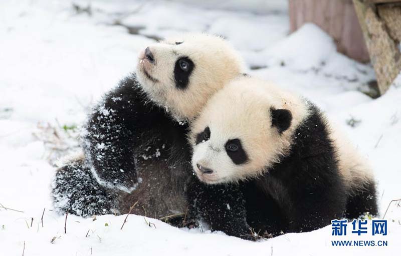 Les pandas jouent avec de la neige