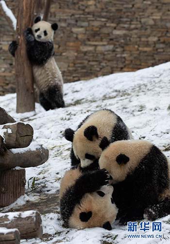 Les pandas jouent avec de la neige