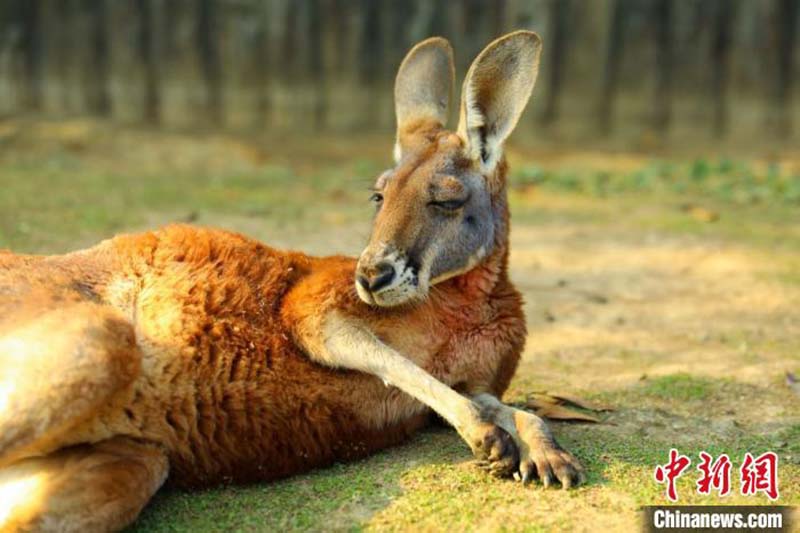 Des animaux adorables prennent des bains de soleil dans un zoo de l'est de la Chine