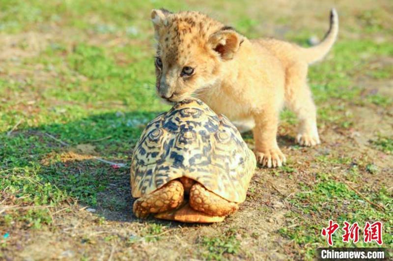 Des animaux adorables prennent des bains de soleil dans un zoo de l'est de la Chine