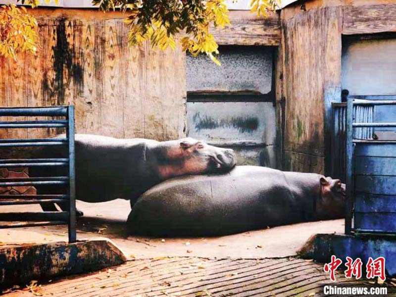 Des animaux adorables prennent des bains de soleil dans un zoo de l'est de la Chine