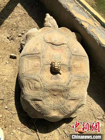 Des animaux adorables prennent des bains de soleil dans un zoo de l'est de la Chine