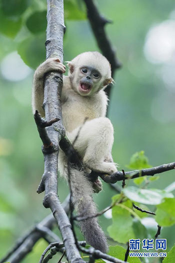 Le Yunnan reboise plus de 6 000 mu pour le corridor de l'habitat des singes doré à nez camus du Yunnan