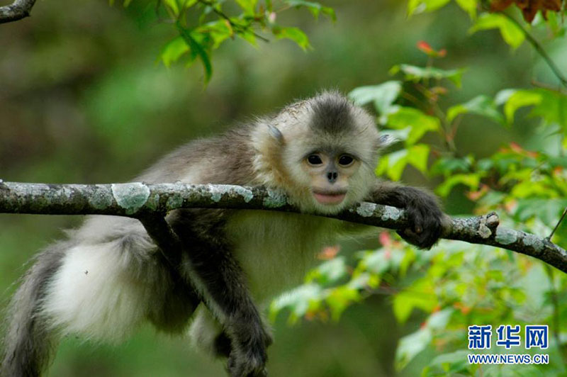 Le Yunnan reboise plus de 6 000 mu pour le corridor de l'habitat des singes doré à nez camus du Yunnan