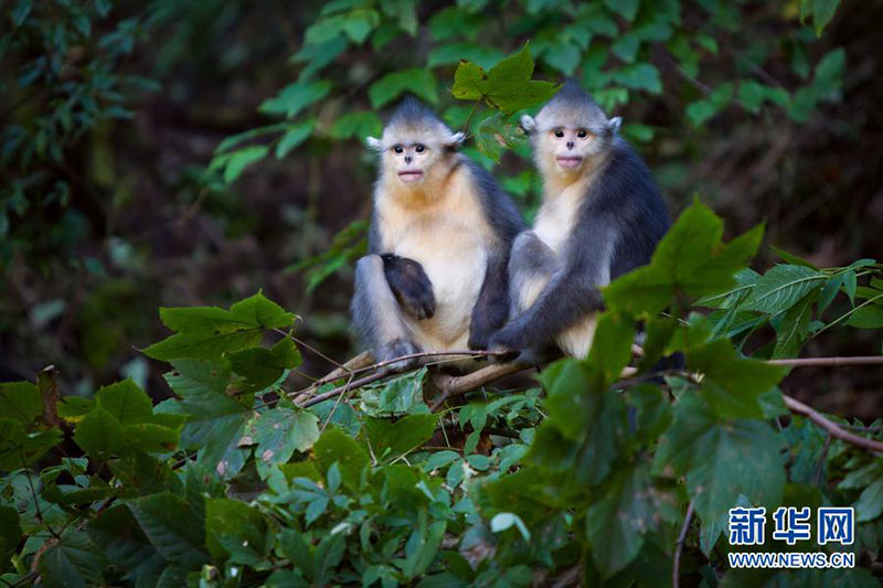 Le Yunnan reboise plus de 6 000 mu pour le corridor de l'habitat des singes doré à nez camus du Yunnan