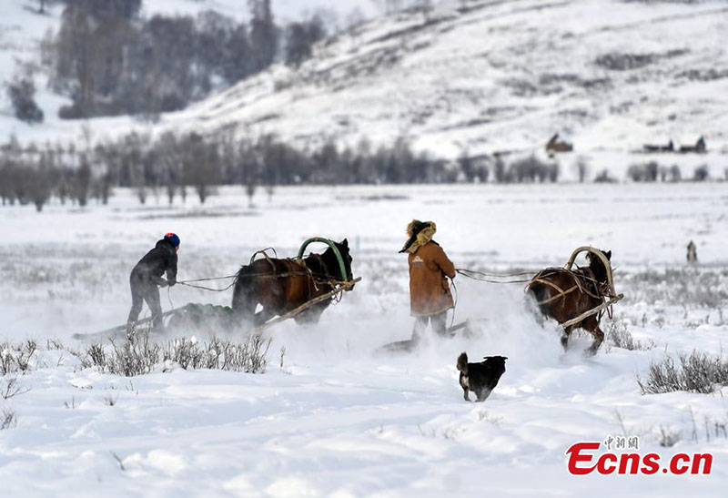 Des gardiens de troupeaux du Xinjiang pratiquent des coutumes traditionnelles au carnaval de la neige 