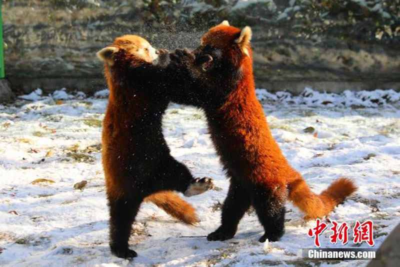 Des pandas rouges adorables s'ébattent dans le zoo de Yancheng