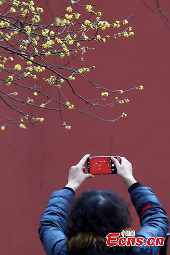 Les chimonanthes fleurissent dans un site pittoresque de Nanjing