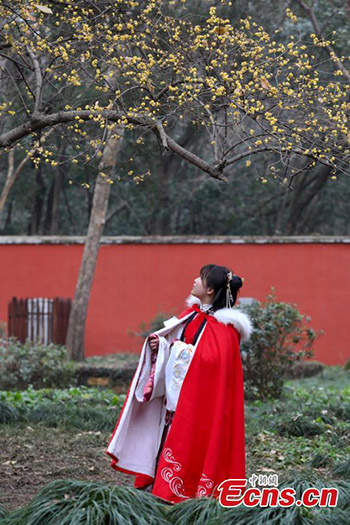 Les chimonanthes fleurissent dans un site pittoresque de Nanjing