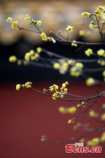 Les chimonanthes fleurissent dans un site pittoresque de Nanjing