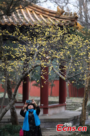 Les chimonanthes fleurissent dans un site pittoresque de Nanjing