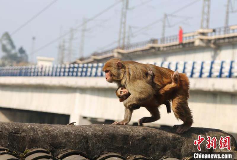 Des macaques sauvages profitent d'un bain de soleil à Chongqing