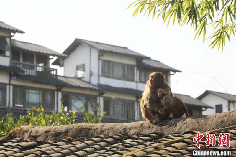 Des macaques sauvages profitent d'un bain de soleil à Chongqing