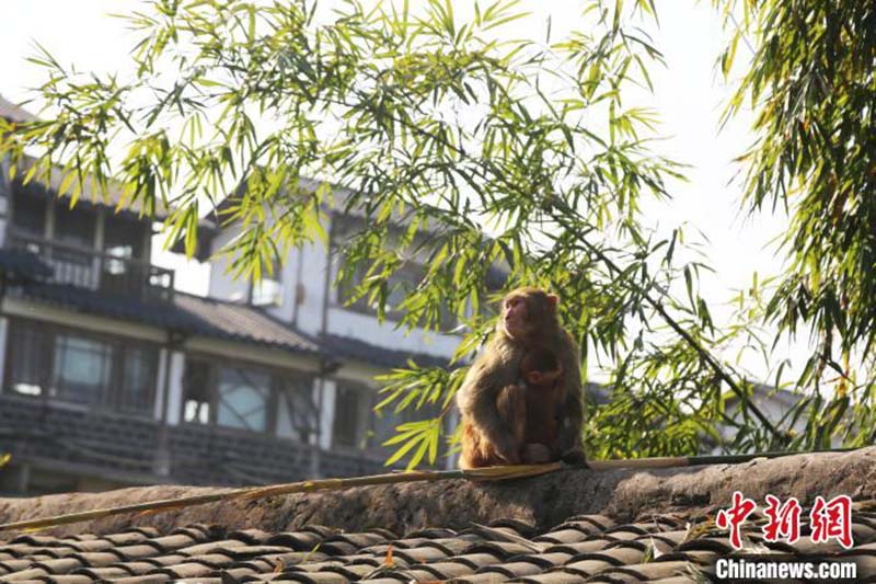 Des macaques sauvages profitent d'un bain de soleil à Chongqing