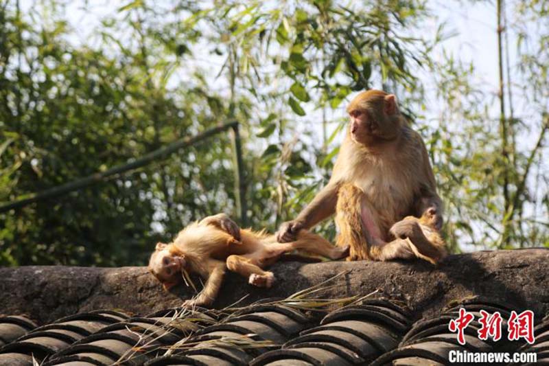 Des macaques sauvages profitent d'un bain de soleil à Chongqing