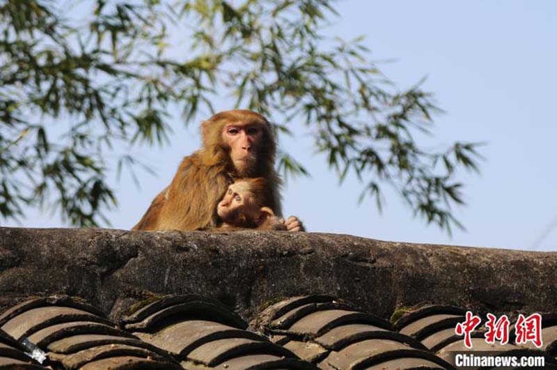 Des macaques sauvages profitent d'un bain de soleil à Chongqing