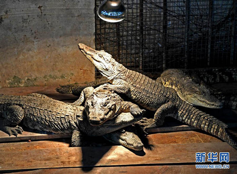 Le zoo de Nanning aide ses animaux à résister au froid en hiver