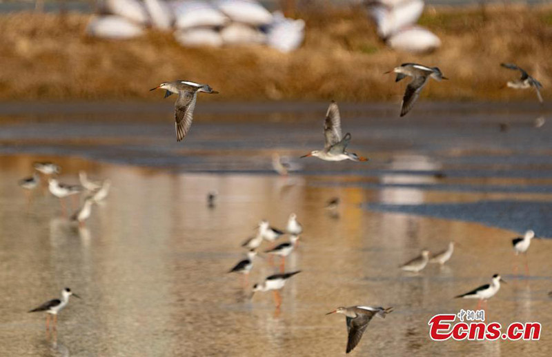 Les oiseaux migrateurs hivernent dans la province du Jiangxi