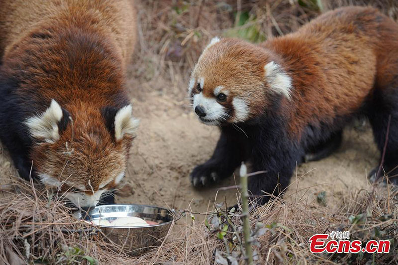 Les animaux dégustent une bouillie spéciale pour le Festival Laba